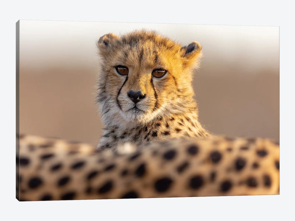 Cheetah Cub by Robin Scholte 1-piece Canvas Wall Art