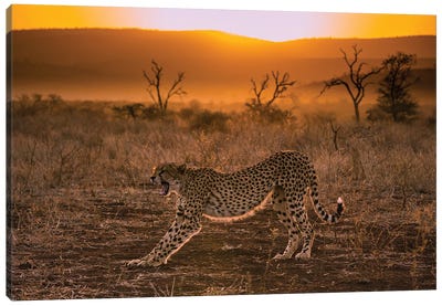 Cheetah At Sunset Canvas Art Print - Cheetah Art
