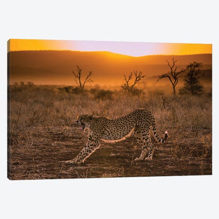 Cheetah At Sunset Canvas Print #RLT58} by Robin Scholte Canvas Artwork