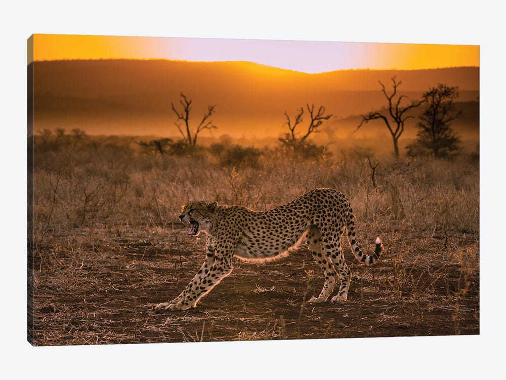 Cheetah At Sunset by Robin Scholte 1-piece Art Print