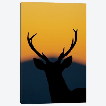 Deer At Sunset Canvas Print #RLT5} by Robin Scholte Canvas Print