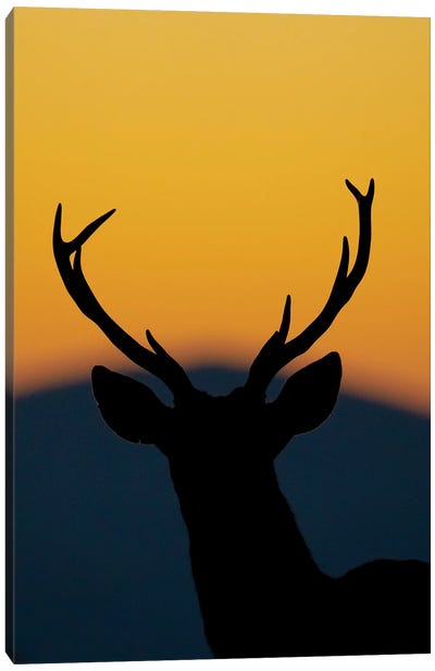 Deer At Sunset Canvas Art Print - Robin Scholte