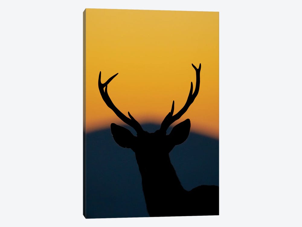 Deer At Sunset by Robin Scholte 1-piece Canvas Artwork