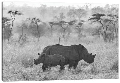 Rhinos Canvas Art Print - Rhinoceros Art