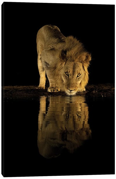 Lion In The Dark Canvas Art Print - Robin Scholte