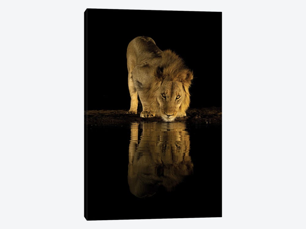 Lion In The Dark by Robin Scholte 1-piece Art Print