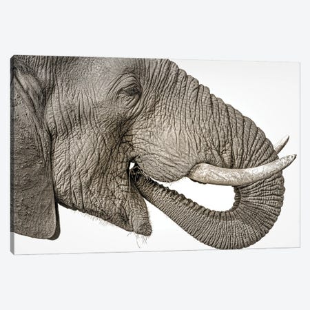 Elephant Art Canvas Print #RLT64} by Robin Scholte Canvas Artwork