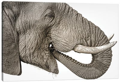 Elephant Art Canvas Art Print - Robin Scholte