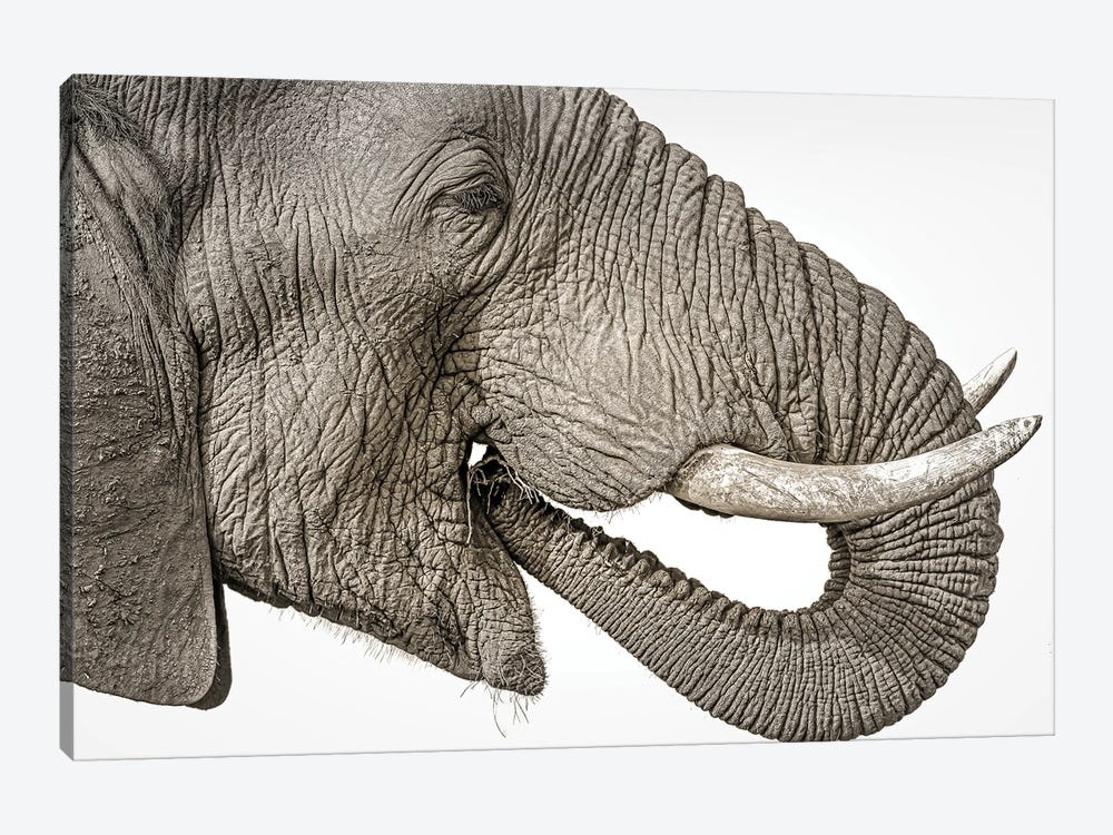 Elephant Art by Robin Scholte 1-piece Canvas Art