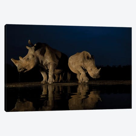 Rhinos At Night Canvas Print #RLT67} by Robin Scholte Canvas Wall Art