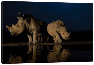 Rhinos At Night Canvas Art Print - Rhinoceros Art