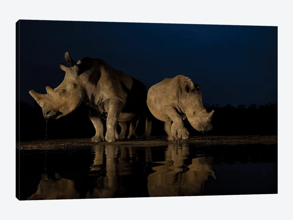 Rhinos At Night by Robin Scholte 1-piece Art Print