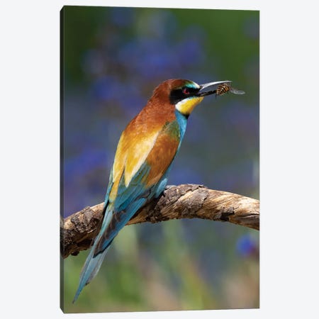 Bee-Eater Canvas Print #RLT6} by Robin Scholte Canvas Art Print