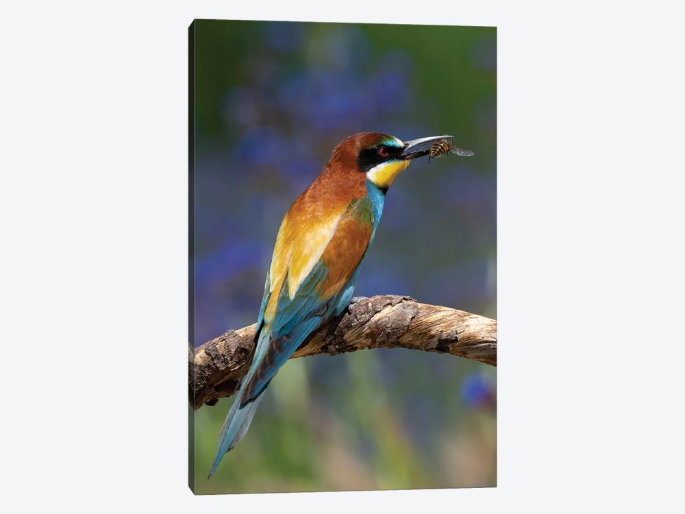 Bee-Eater by Robin Scholte 1-piece Art Print