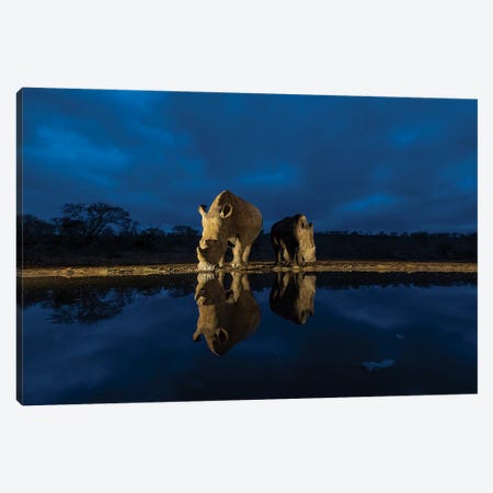 Reflected Rhino Canvas Print #RLT70} by Robin Scholte Canvas Artwork