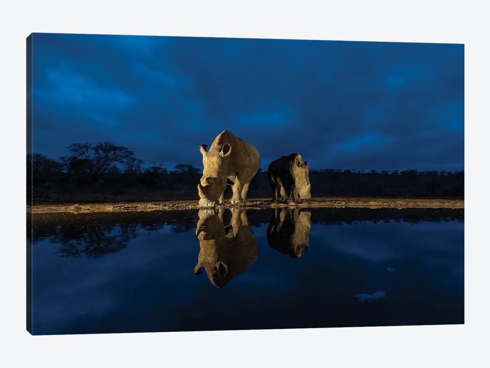 Reflected Rhino by Robin Scholte 1-piece Canvas Print