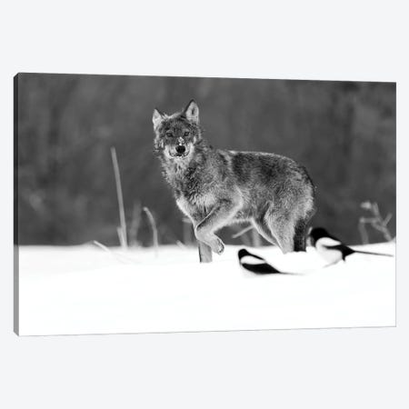 Dances With Wolves (Black And White) Canvas Print #RLT72} by Robin Scholte Canvas Art