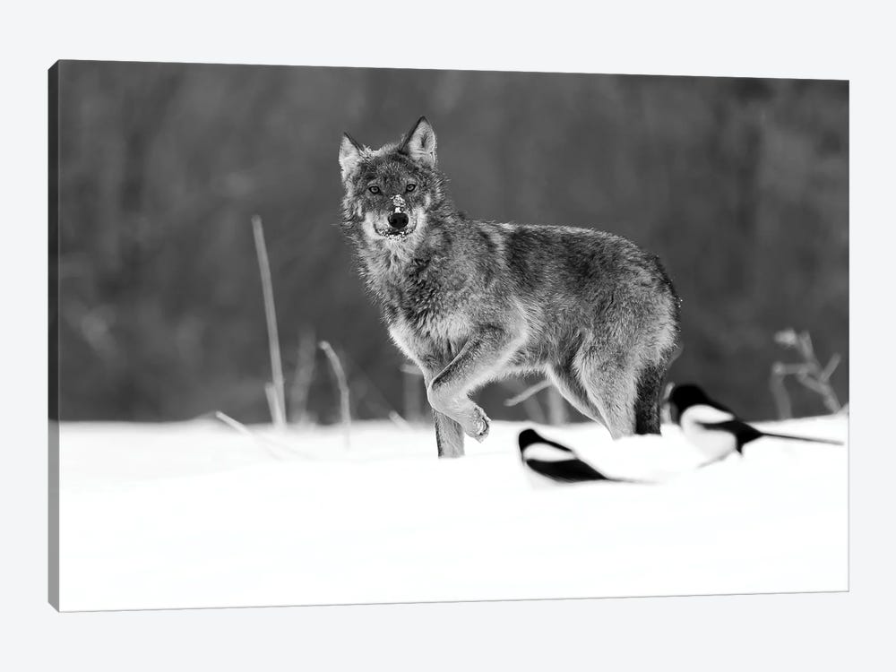 Dances With Wolves (Black And White) by Robin Scholte 1-piece Canvas Art Print