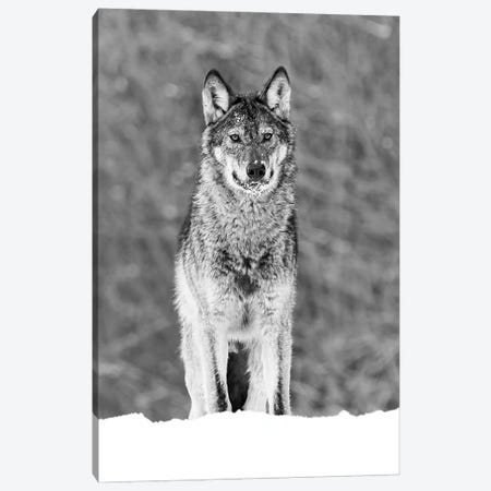 Wolf Portrait (Black And White) Canvas Print #RLT75} by Robin Scholte Canvas Print