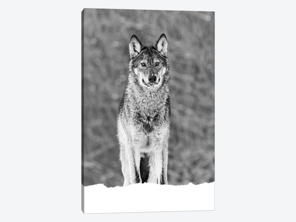 Wolf Portrait (Black And White) by Robin Scholte 1-piece Canvas Wall Art
