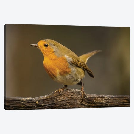 Robin (Close-Up) Canvas Print #RLT78} by Robin Scholte Canvas Wall Art