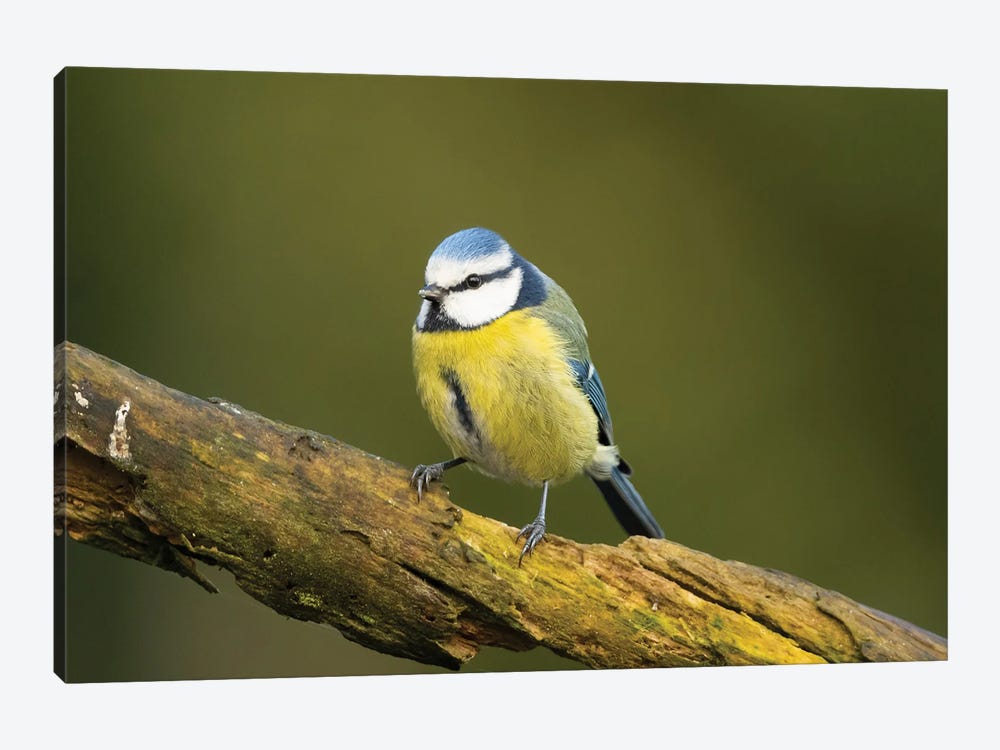 Great Tit by Robin Scholte 1-piece Canvas Wall Art