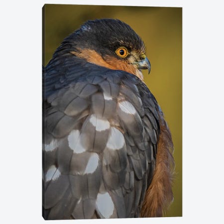 Sparrowhawk (Close-Up) Canvas Print #RLT82} by Robin Scholte Canvas Art Print