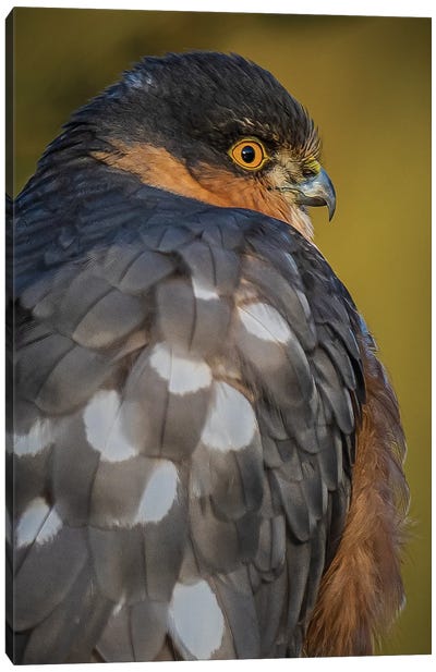 Sparrowhawk (Close-Up) Canvas Art Print - Buzzard & Hawk Art