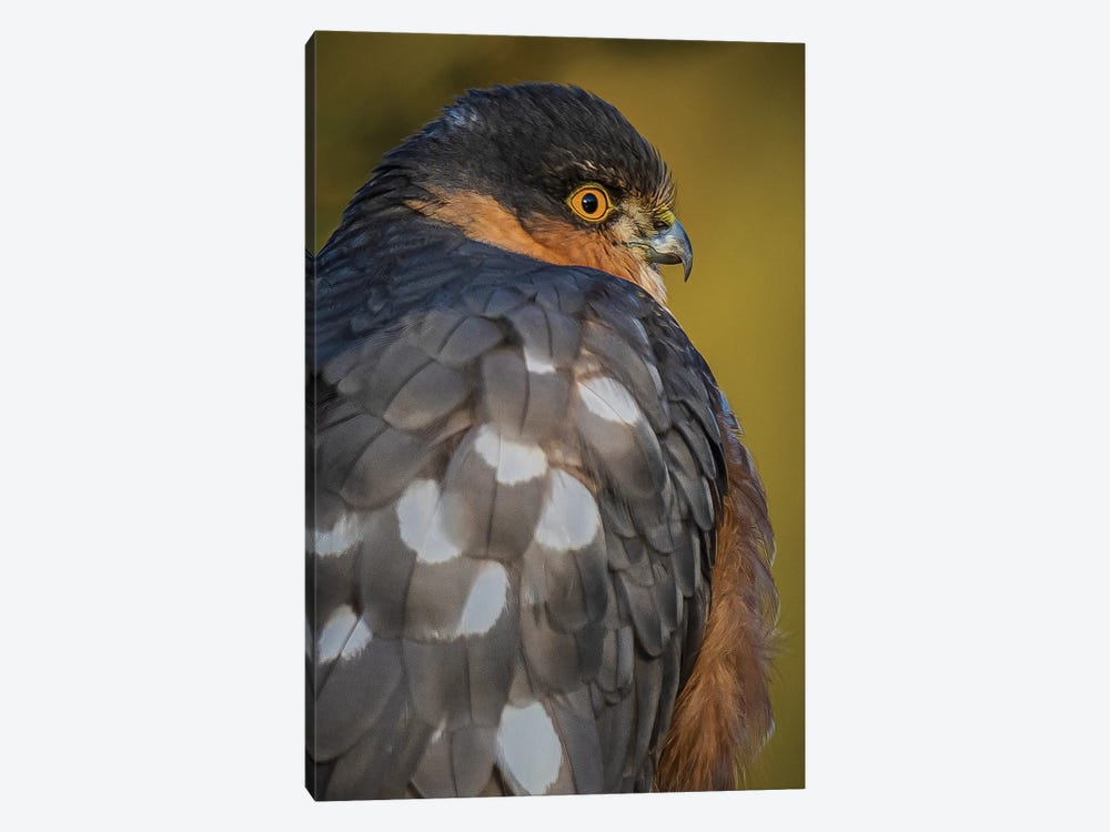 Sparrowhawk (Close-Up) by Robin Scholte 1-piece Canvas Wall Art
