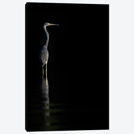Tricolored Heron In The Dark Canvas Print #RLT86} by Robin Scholte Canvas Wall Art