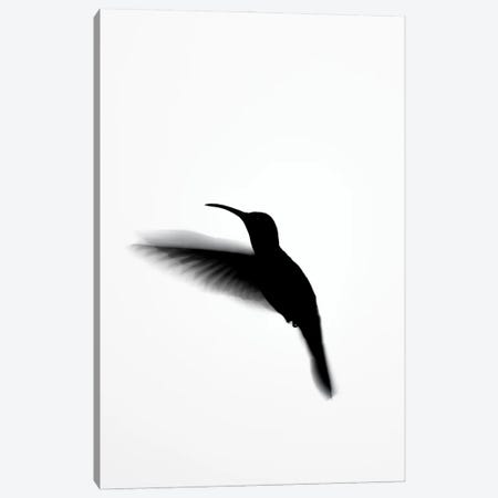 Hummingbird Shadows Canvas Print #RLT88} by Robin Scholte Art Print
