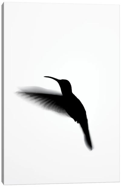 Hummingbird Shadows Canvas Art Print - Robin Scholte