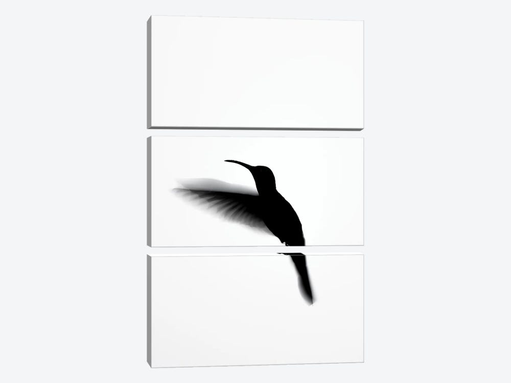 Hummingbird Shadows by Robin Scholte 3-piece Canvas Art