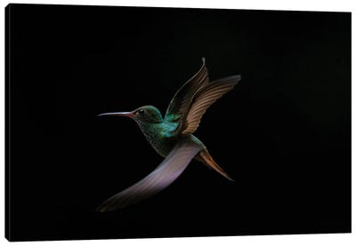 The Art Of Flying (Hummingbird) Canvas Art Print - Robin Scholte