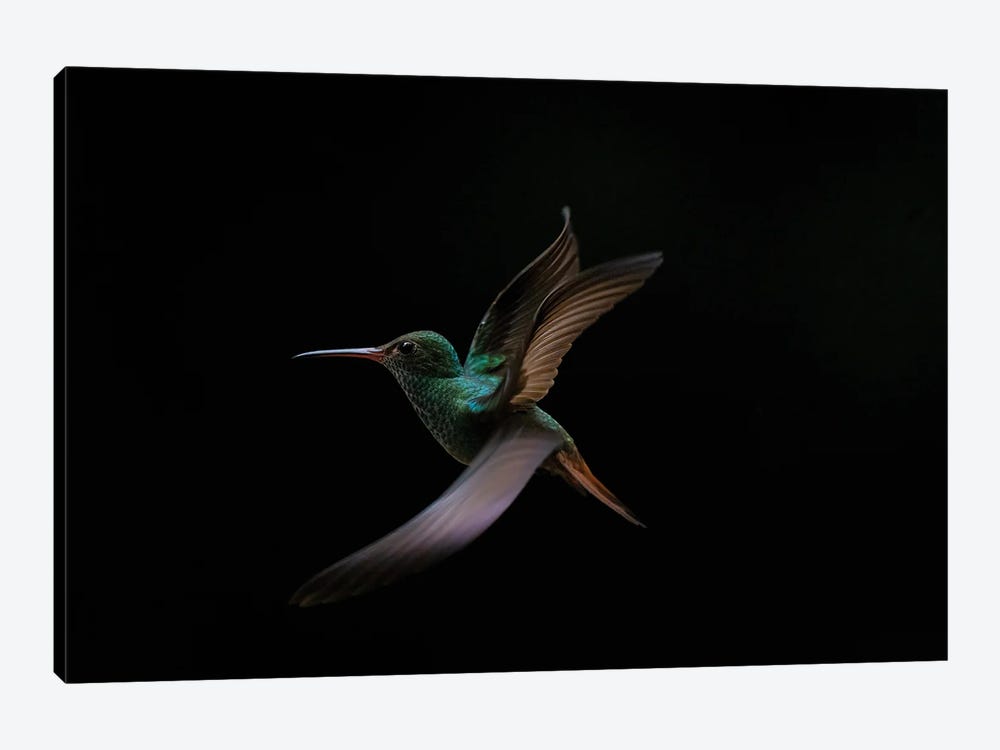 The Art Of Flying (Hummingbird) by Robin Scholte 1-piece Canvas Print