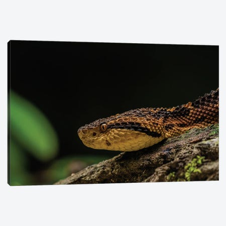 Snake Close-Up Canvas Print #RLT91} by Robin Scholte Canvas Wall Art