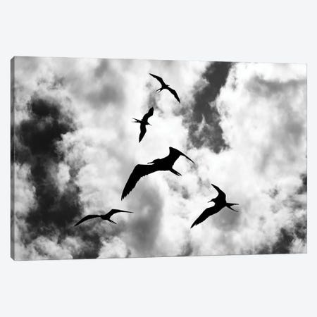 Fregatbirds In The Sky Canvas Print #RLT92} by Robin Scholte Canvas Art