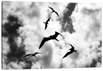 Fregatbirds In The Sky Canvas Art Print - Robin Scholte
