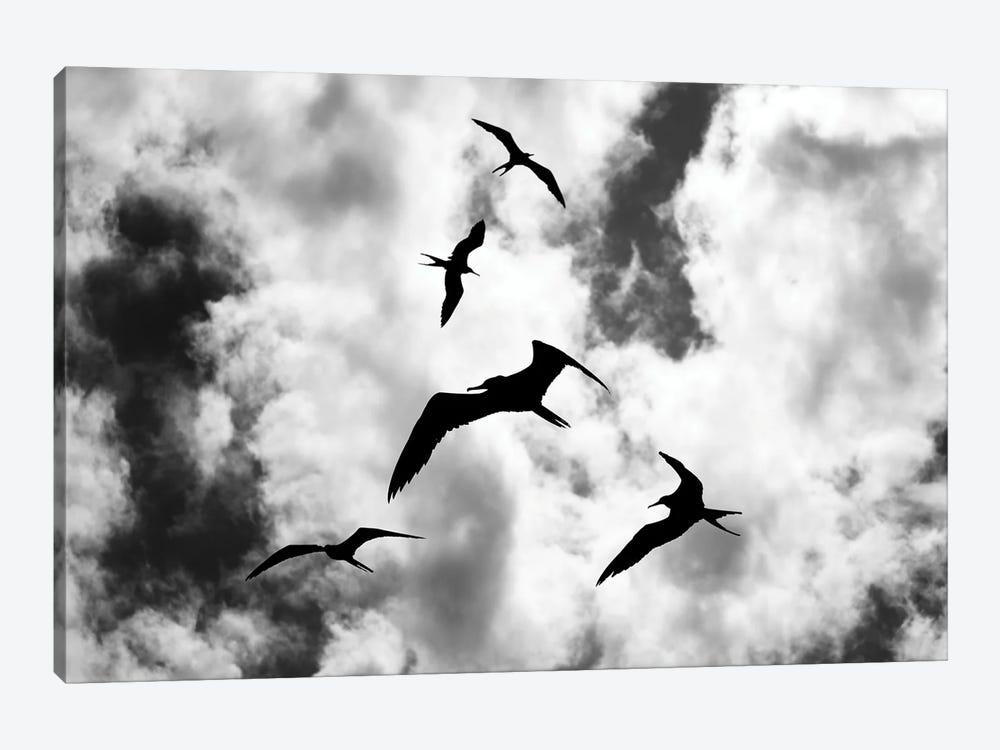 Fregatbirds In The Sky by Robin Scholte 1-piece Art Print