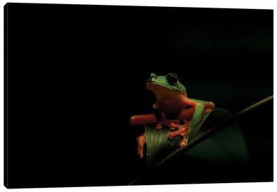 Treefrog In The Darkness Canvas Art Print - Frog Art