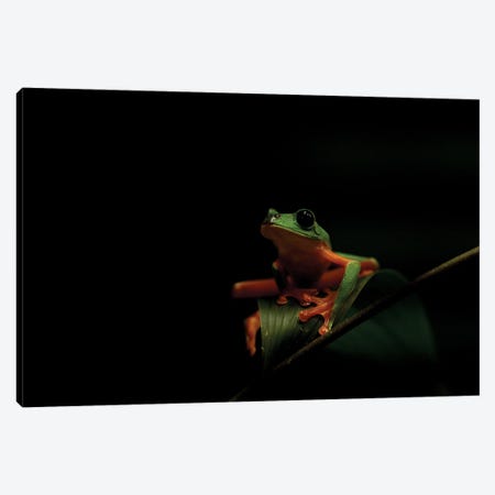 Treefrog In The Darkness Canvas Print #RLT93} by Robin Scholte Canvas Artwork