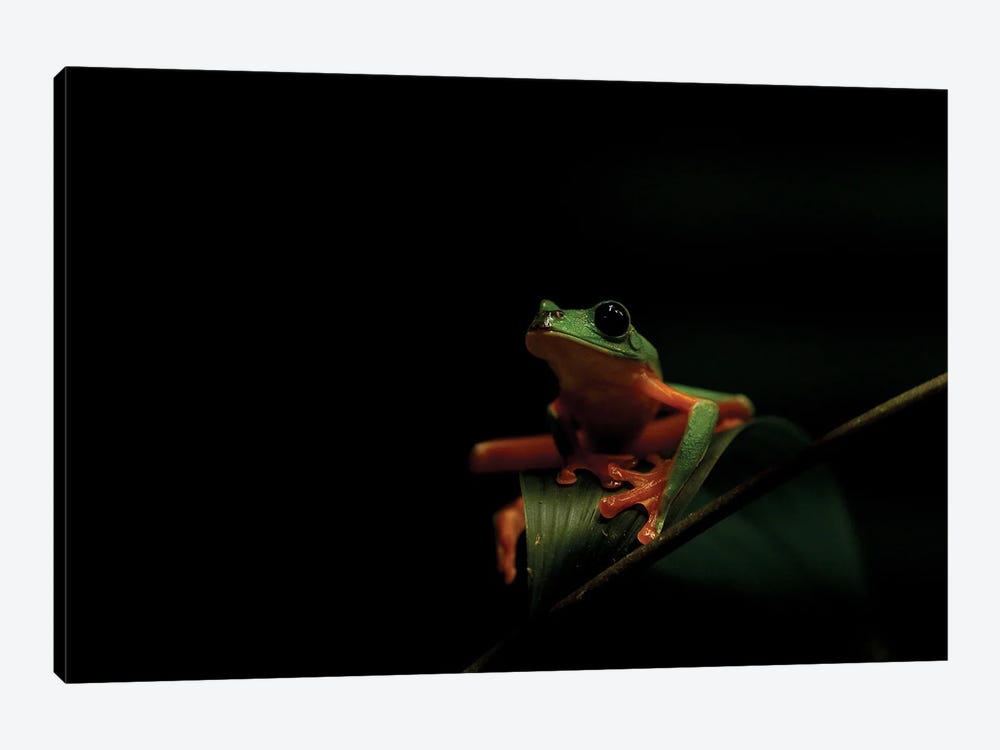 Treefrog In The Darkness by Robin Scholte 1-piece Canvas Art