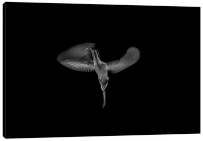 Wings Of A Hummingbird (Fine Art) Canvas Art Print - Robin Scholte