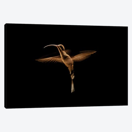 Artist With Wings (Hummingbird) Canvas Print #RLT98} by Robin Scholte Canvas Wall Art