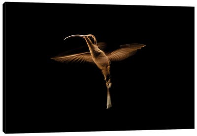Artist With Wings (Hummingbird) Canvas Art Print - Action Shot Photography