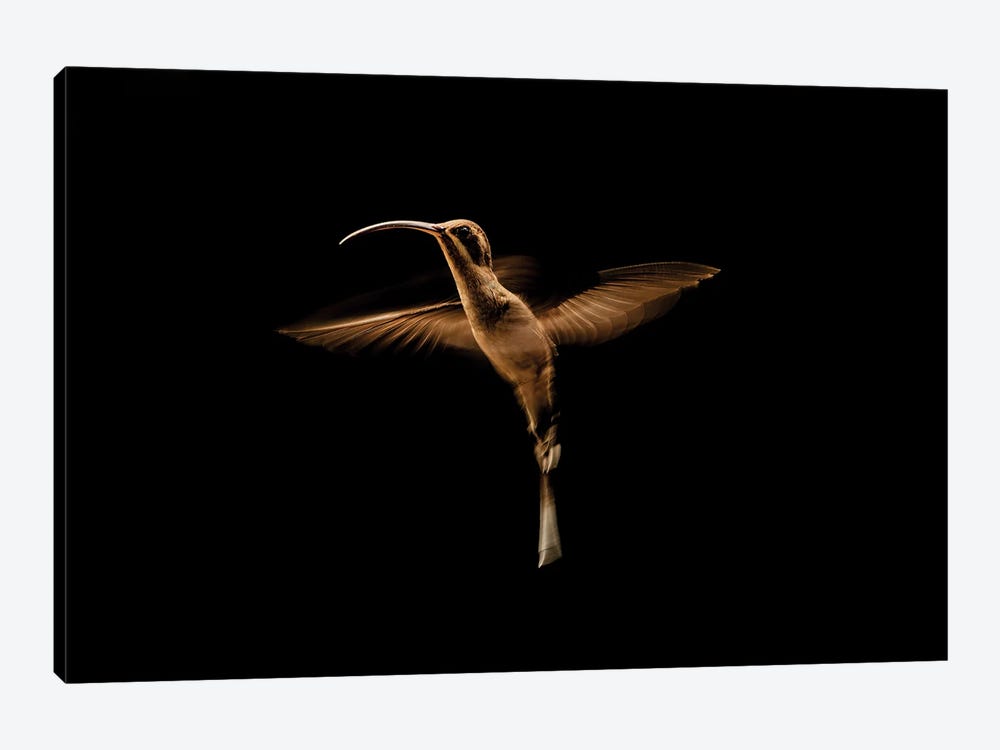 Artist With Wings (Hummingbird) by Robin Scholte 1-piece Canvas Art Print