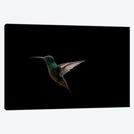Hummingbird Canvas Print #RLT99} by Robin Scholte Canvas Artwork