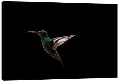 Hummingbird Canvas Art Print - Robin Scholte