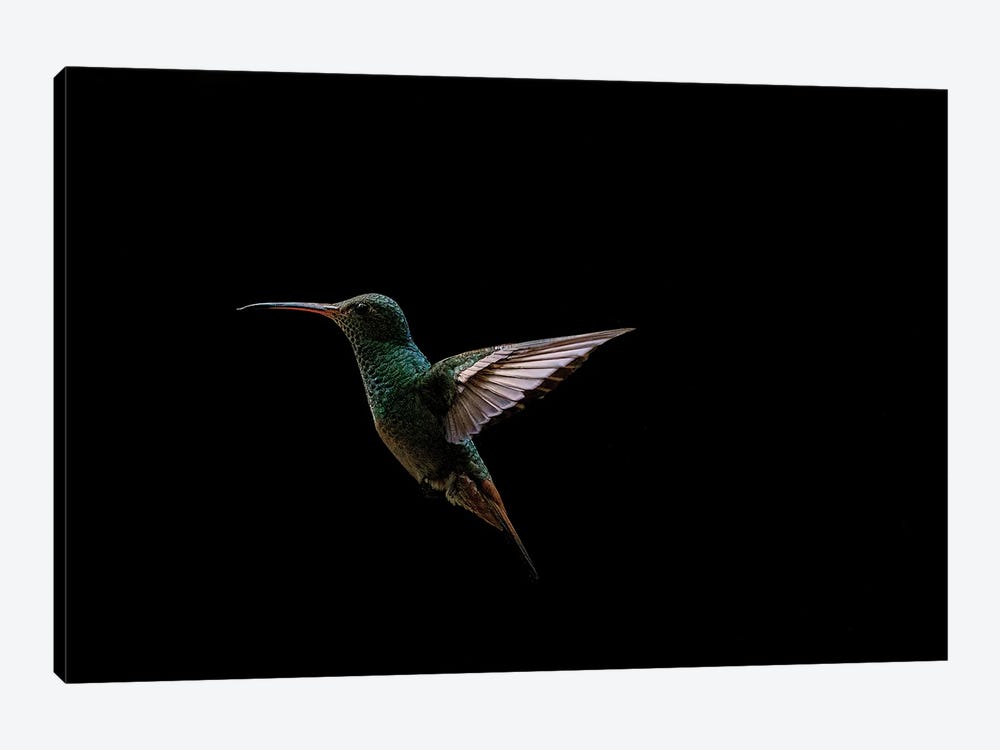 Hummingbird by Robin Scholte 1-piece Canvas Art