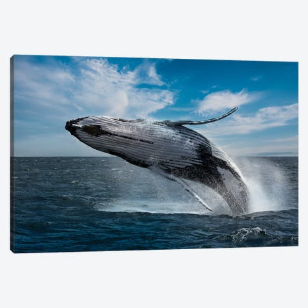 Whales Can Fly Canvas Print #RLT9} by Robin Scholte Canvas Art